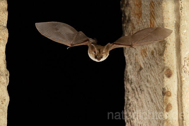 R15127 Graues Langohr im Flug, Grey Long-eared Bat flying