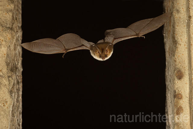 R15128 Braunes Langohr im Flug, Brown Long-eared Bat flying