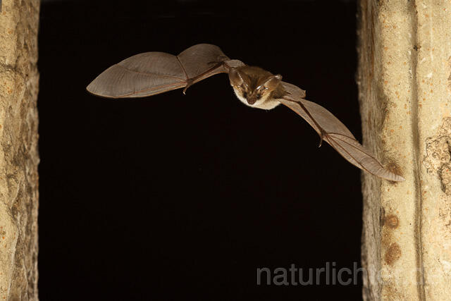 R15129 Graues Langohr im Flug, Grey Long-eared Bat flying