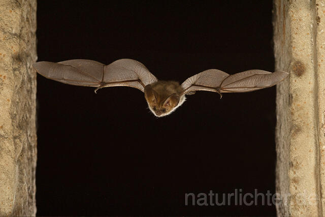 R15130 Graues Langohr im Flug, Grey Long-eared Bat flying
