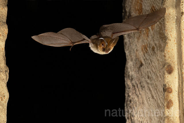 R15131 Braunes Langohr im Flug, Brown Long-eared Bat flying