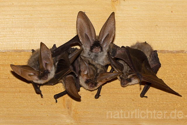 R15110 Graues Langohr, Wochenstube, Grey Long-eared Bat