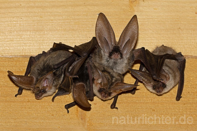 R15111 Graues Langohr, Wochenstube, Grey Long-eared Bat