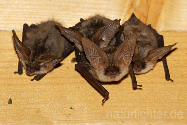 R15112 Graues Langohr, Wochenstube, Grey Long-eared Bat