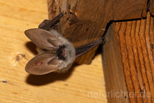 R15113 Graues Langohr, Grey Long-eared Bat - Christoph Robiller