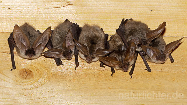 R15114 Graues Langohr, Wochenstube, Grey Long-eared Bat