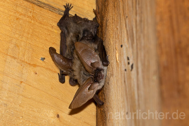 R15115 Graues Langohr, Grey Long-eared Bat