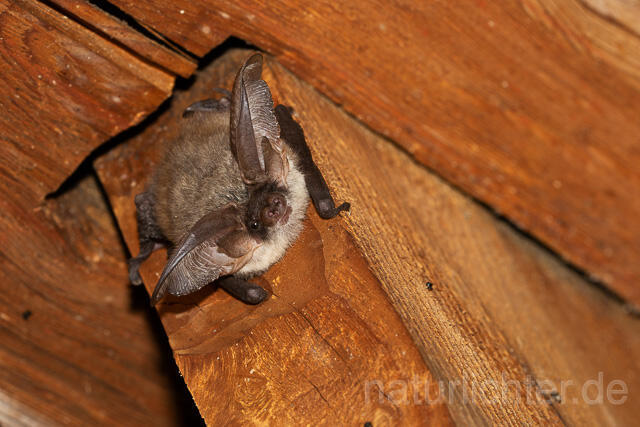 R15116 Graues Langohr, Grey Long-eared Bat - Christoph Robiller