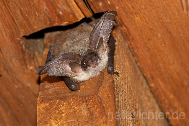 R15117 Graues Langohr, Grey Long-eared Bat - Christoph Robiller