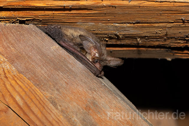 R15118 Braunes Langohr, Brown Long-eared Bat