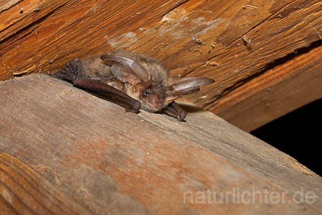 R15120 Braunes Langohr, Brown Long-eared Bat