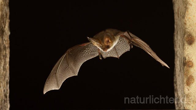 R15121 Graues Langohr im Flug, Grey Long-eared Bat flying