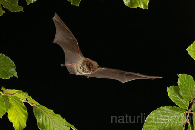 R15134 Wasserfledermaus im Flug, Daubenton's bat flying