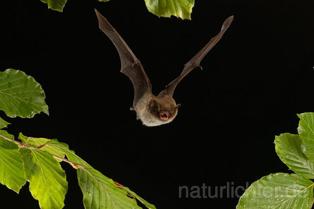 R15135 Wasserfledermaus im Flug, Daubenton's bat flying
