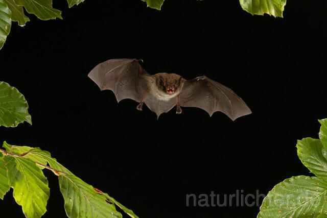 R15137 junge Wasserfledermaus im Flug, juvenile Daubenton's bat flying