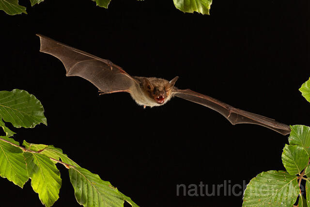 R15138 Großes Mausohr im Flug, Greater Mouse-eared Bat flying
