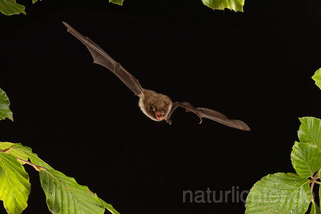 R15139 Wasserfledermaus im Flug, Daubenton's bat flying