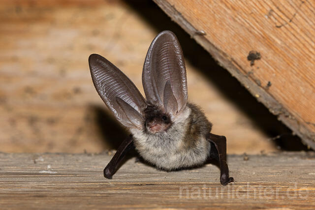 R15165 Graues Langohr, Grey Long-eared Bat flying