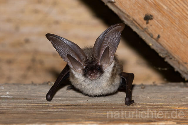 R15166 Graues Langohr, Grey Long-eared Bat flying