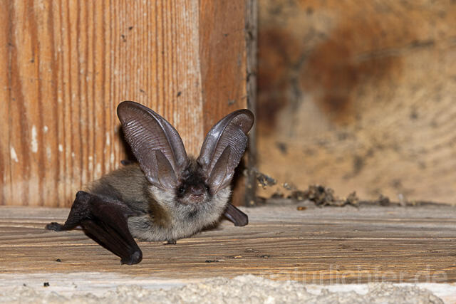 R15167 Graues Langohr, Grey Long-eared Bat flying - Christoph Robiller