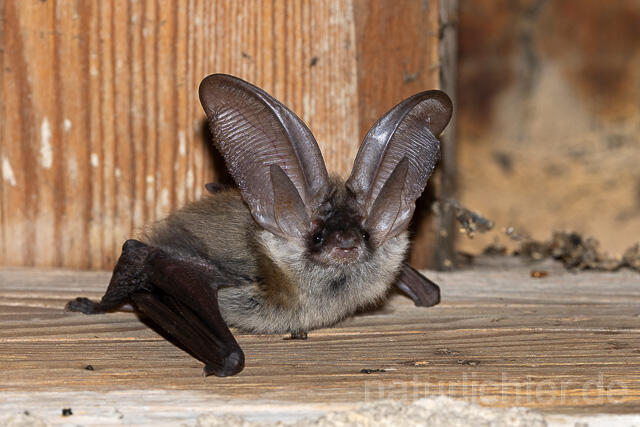 R15168 Graues Langohr, Grey Long-eared Bat flying - Christoph Robiller
