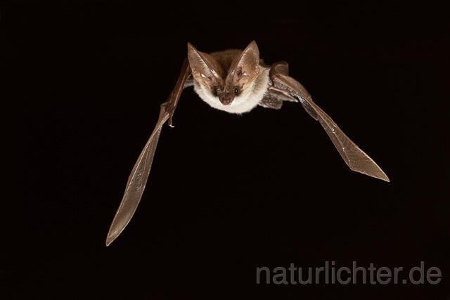 R15169 Graues Langohr im Flug, Grey Long-eared Bat flying