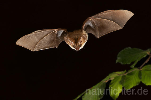 R15171 Graues Langohr im Flug, Grey Long-eared Bat flying