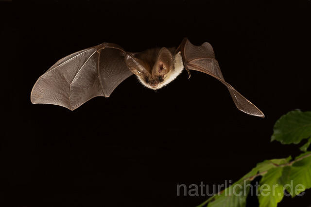 R15172 Graues Langohr im Flug, Grey Long-eared Bat flying - Christoph Robiller