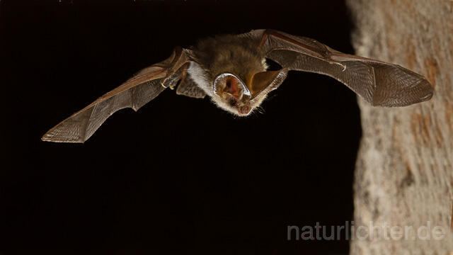 R15173 Graues Langohr im Flug, Grey Long-eared Bat flying