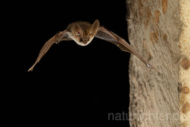 R15141 Graues Langohr im Flug, Grey Long-eared Bat flying