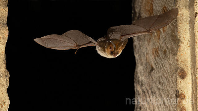 R15142 Graues Langohr im Flug, Grey Long-eared Bat flying - Christoph Robiller