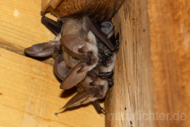 R15144 Graues Langohr Wochenstube, Grey Long-eared Bat flying in postpartum period - Christoph Robiller