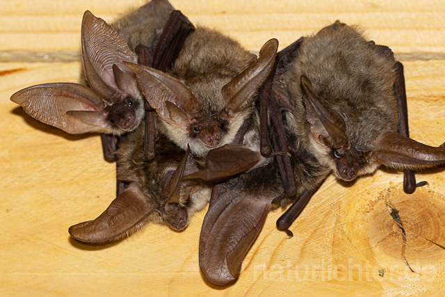 R15145 Graues Langohr Wochenstube, Grey Long-eared Bat flying in postpartum period - Christoph Robiller