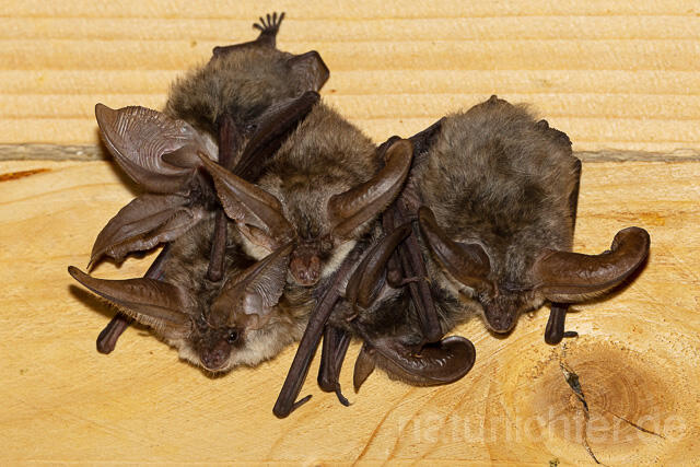 R15146 Graues Langohr Wochenstube, Grey Long-eared Bat flying in postpartum period - Christoph Robiller