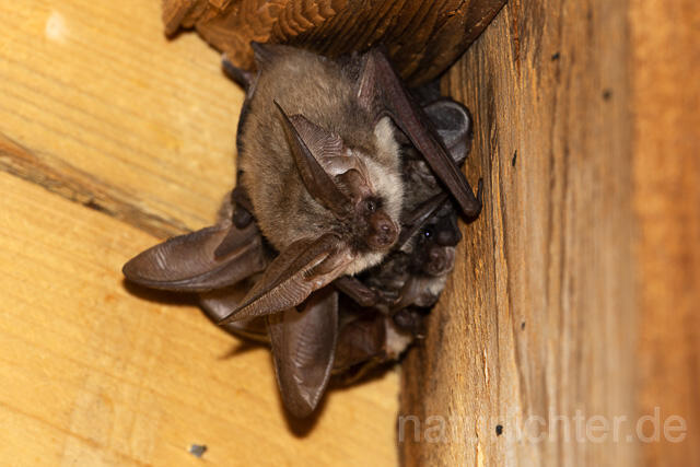 R15147 Graues Langohr Wochenstube, Grey Long-eared Bat flying in postpartum period