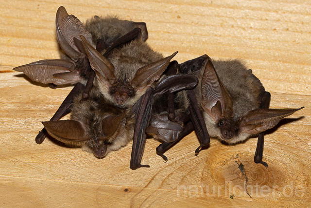 R15148 Graues Langohr Wochenstube, Grey Long-eared Bat flying in postpartum period