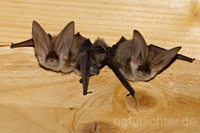 R15149 Graues Langohr Wochenstube, Grey Long-eared Bat flying in postpartum period - Christoph Robiller