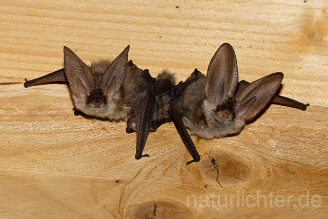 R15150 Graues Langohr Wochenstube, Grey Long-eared Bat flying in postpartum period