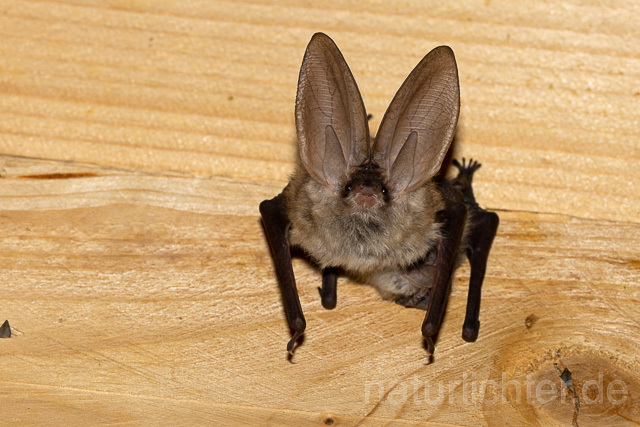 R15151 Graues Langohr, Grey Long-eared Bat flying - Christoph Robiller