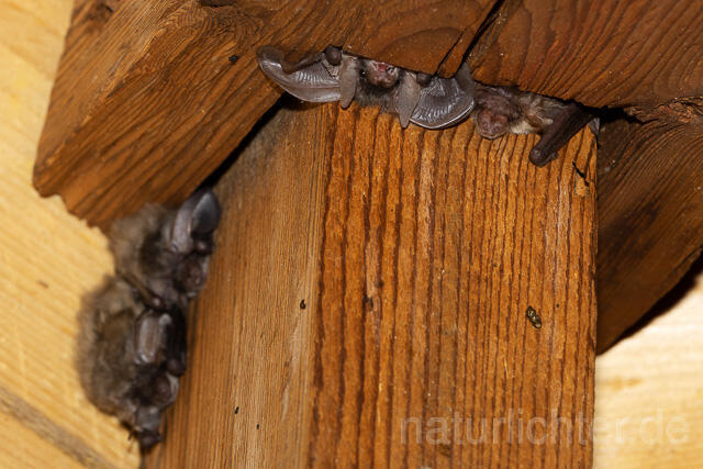 R15152 Graues Langohr Wochenstube, Grey Long-eared Bat flying in postpartum period