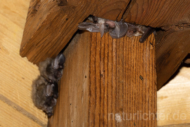 R15153 Graues Langohr Wochenstube, Grey Long-eared Bat flying in postpartum period