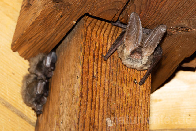 R15154 Braunes Langohr, Brown Long-eared Bat