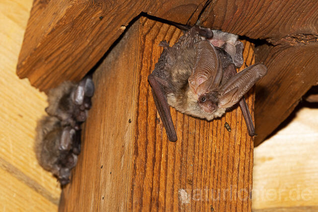 R15155 Braunes Langohr, Brown Long-eared Bat - Christoph Robiller