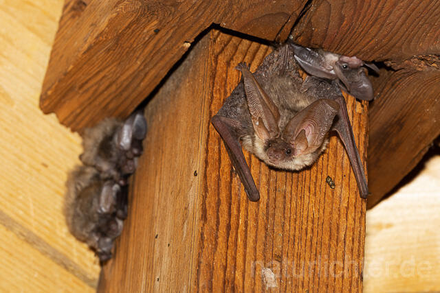 R15156 Braunes Langohr, Brown Long-eared Bat