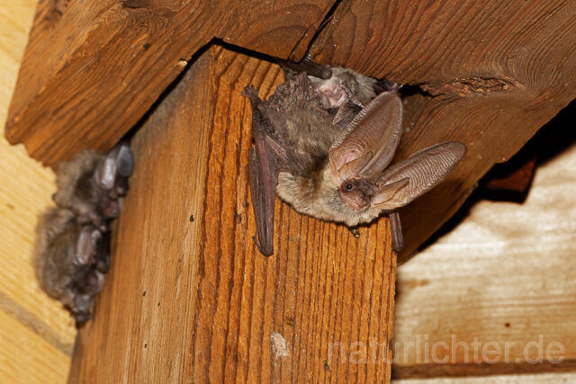 R15157 Braunes Langohr, Brown Long-eared Bat