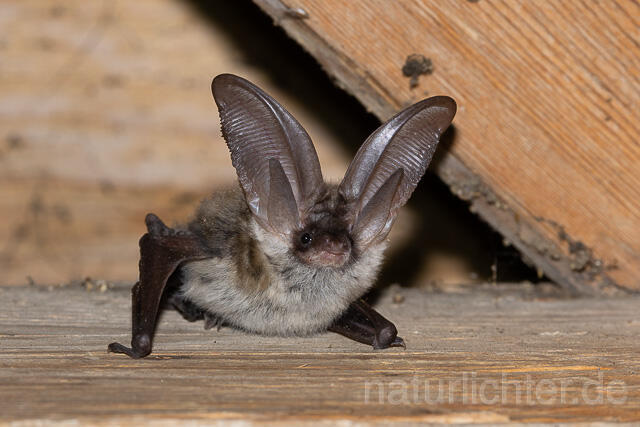 R15158 Graues Langohr, Grey Long-eared Bat flying