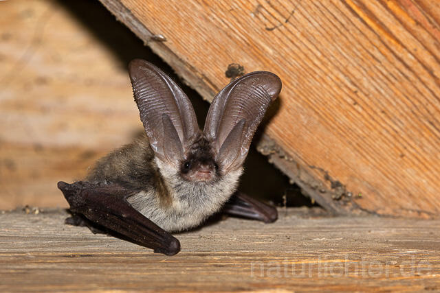 R15159 Graues Langohr, Grey Long-eared Bat flying - Christoph Robiller