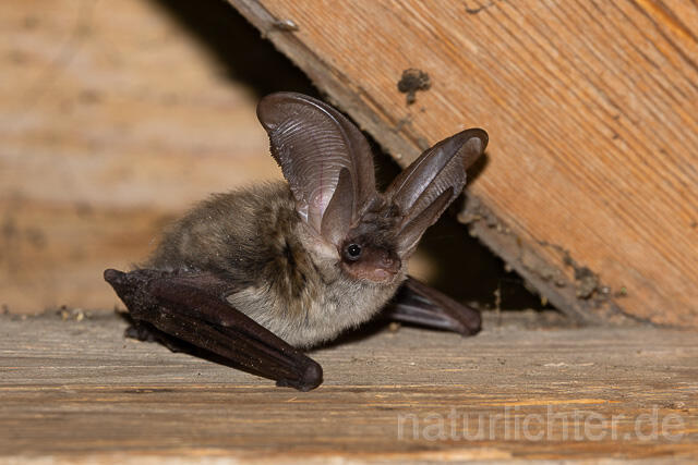 R15160 Graues Langohr, Grey Long-eared Bat flying