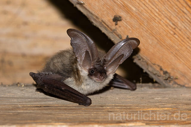 R15161 Graues Langohr, Grey Long-eared Bat flying