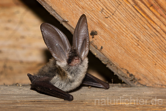 R15162 Graues Langohr, Grey Long-eared Bat flying - Christoph Robiller